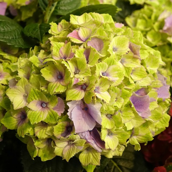 Hortensia 'magical jewel' pot de 4l/5l