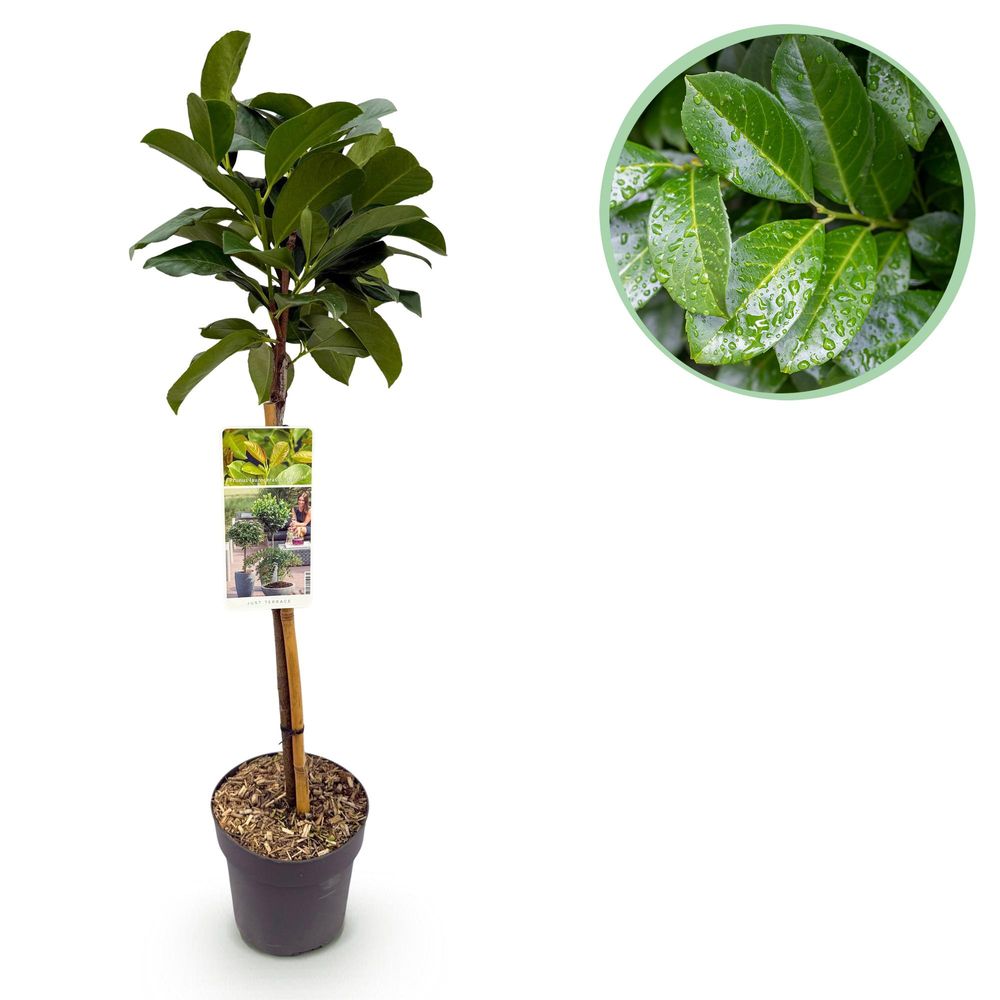 Laurier-cerise 'etna®' - pot 19 cm - hauteur 90 cm