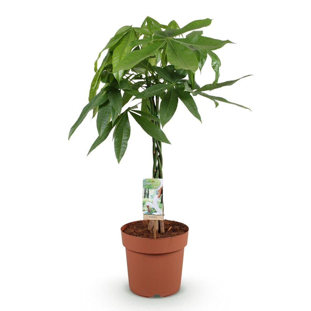 Pachira aquatica - arbre à argent - pot de 21cm - hauteur 80-90cm