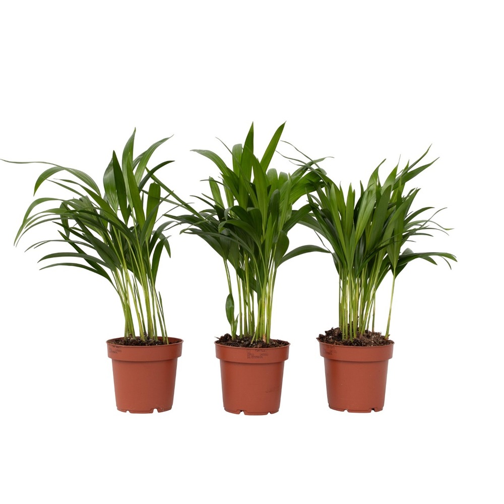 Palmier areca - set de 3 - dypsis lutescens - hauteur 30-45cm - ⌀12cm