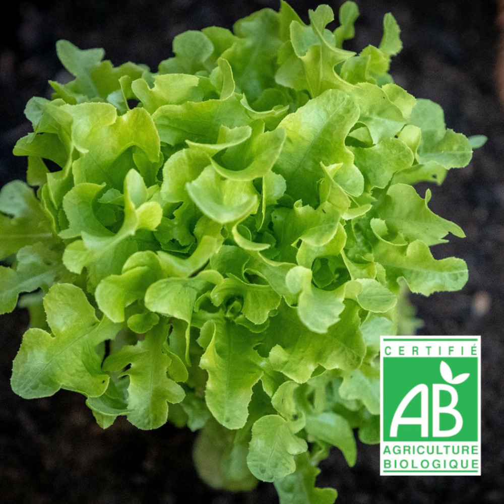 Graines de laitue à couper salad bowl verte - sans traitement - vilmorin sachet