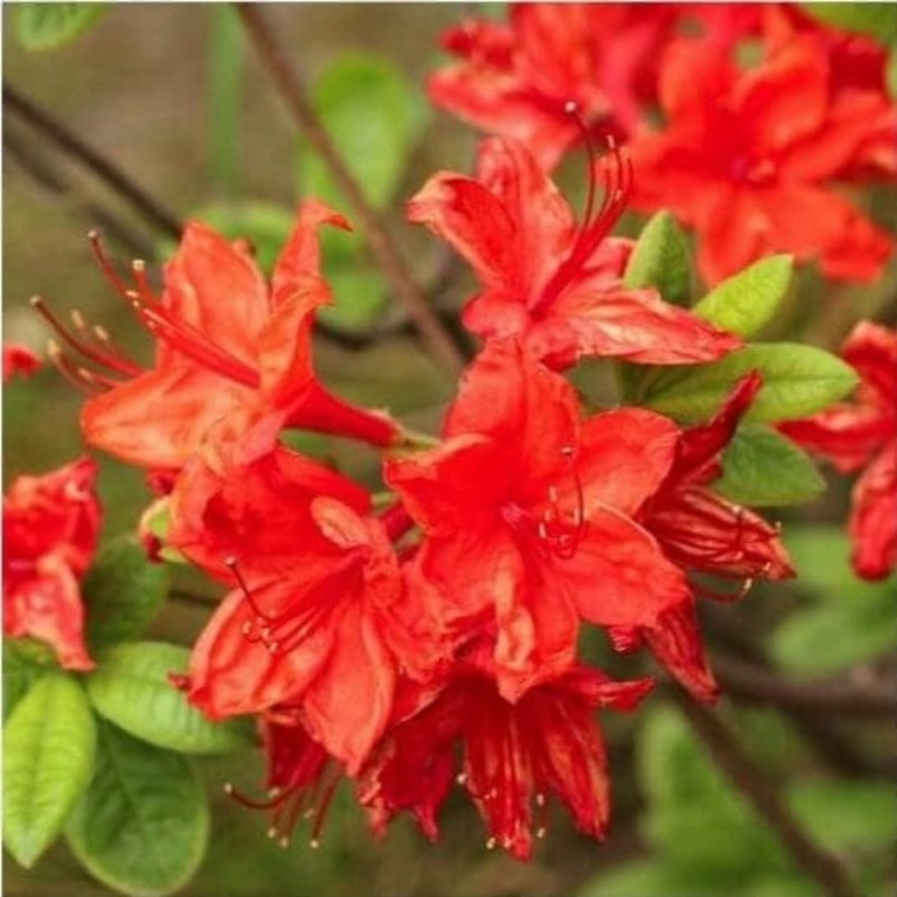 Rhododendron 'hotspur red' (rhododendron 'hotspur red')