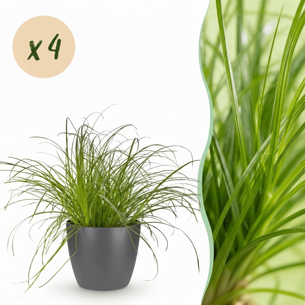 Cyperus alternifolius zumula - pet-friendly - pot de 12cm - hauteur 20cm - plantes d'intérieur