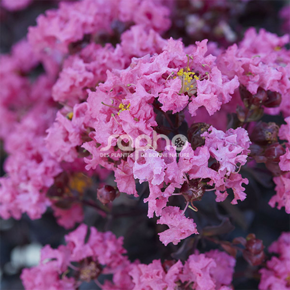 Lilas des indes black diamond® shell pink™, lagerstroemia pot de 3l - touffe