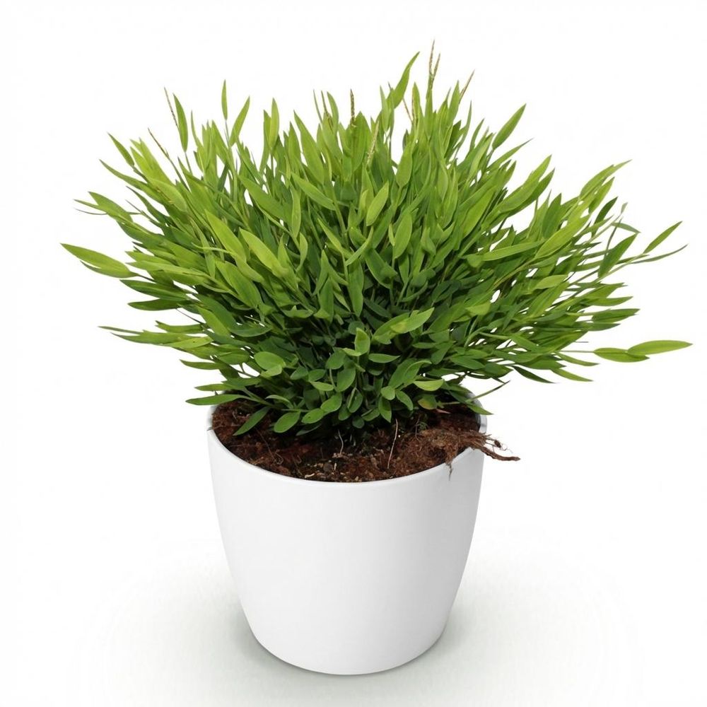 Bamusa pogonatherum monica - pet-friendly - bambou miniature - pot de 12cm - hauteur 20cm