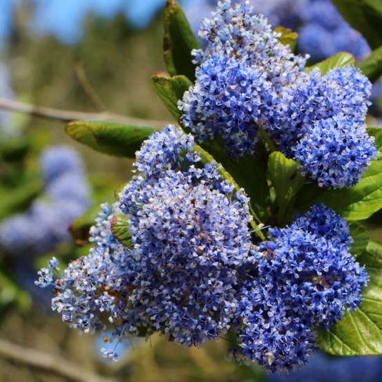 Céanothe burkwoodii - ceanothus burkwoodii 40/50 cm pot 3l