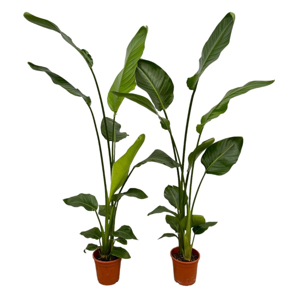 Strelitzia nicolai - plantes d'intérieur