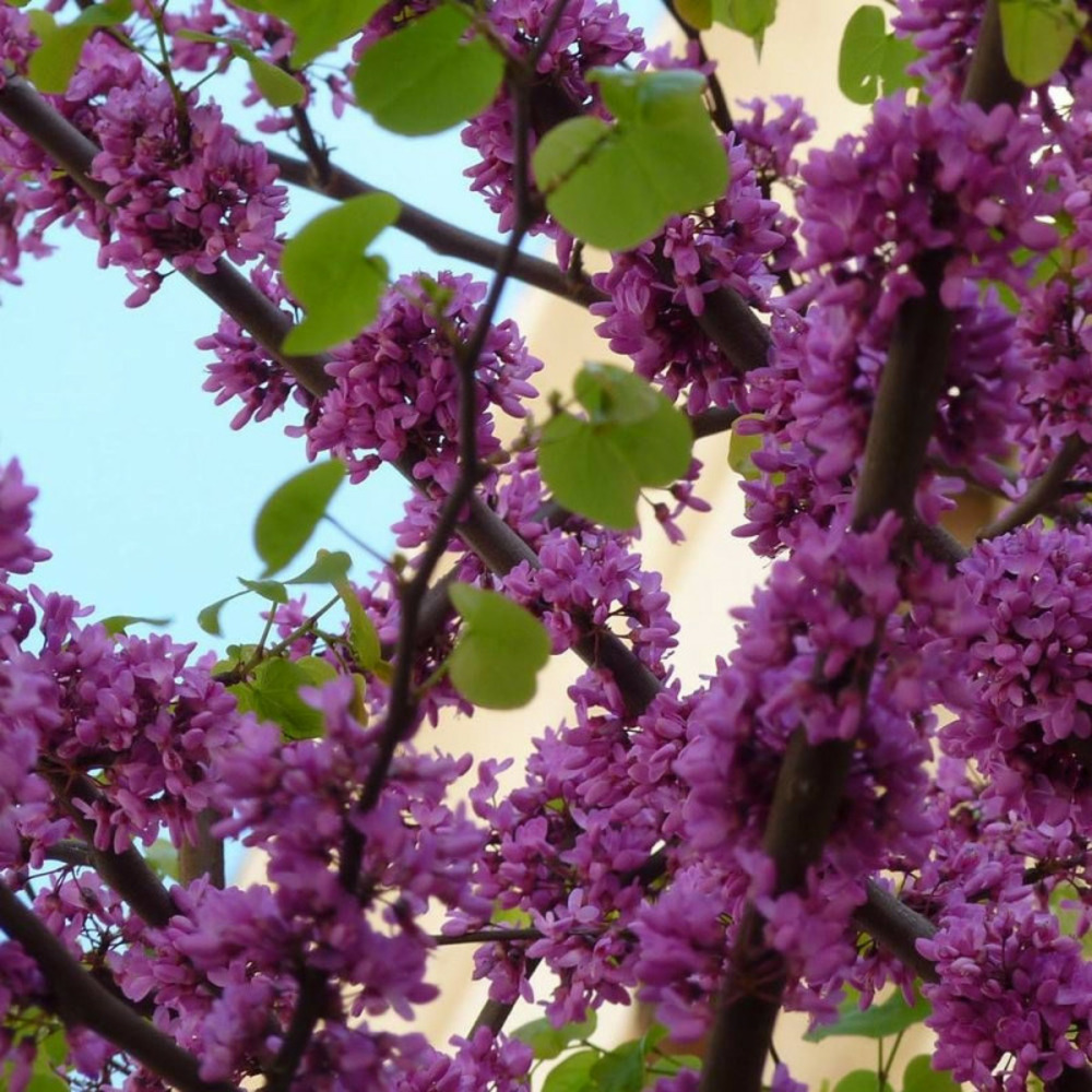 Cercis silicastre, arbre de judée, gainier pot de 7,5l - 60/80 cm