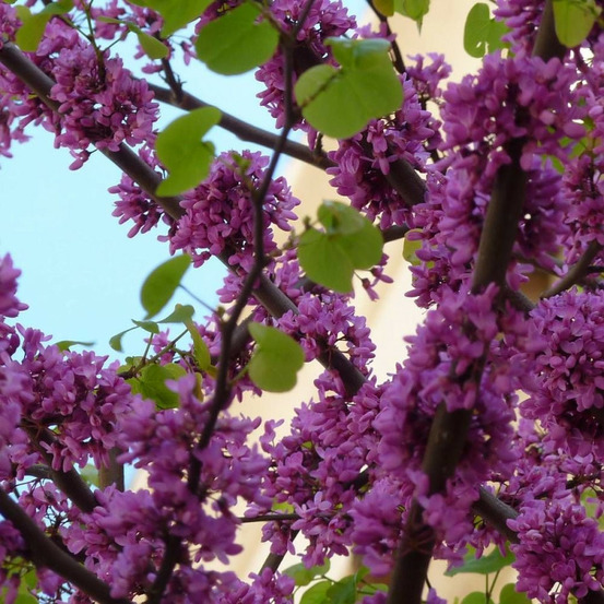 Cercis silicastre, arbre de judée, gainier pot de 7,5l - 60/80 cm