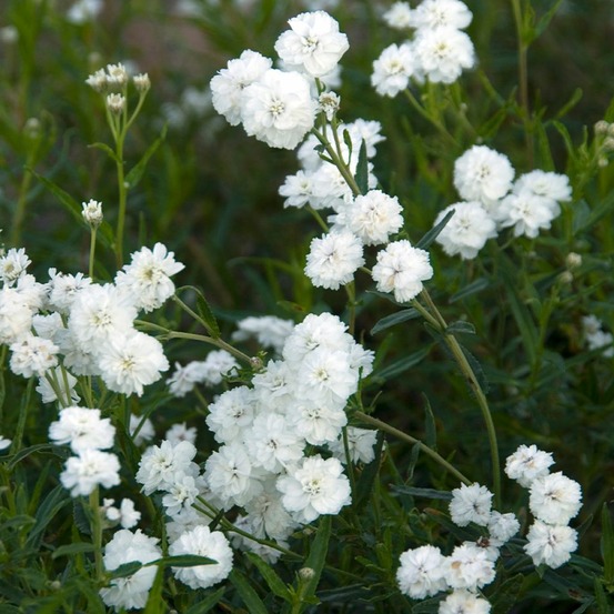 Achillea ptarmica boule de neige - bouton d'argent godet de 8/9 cm