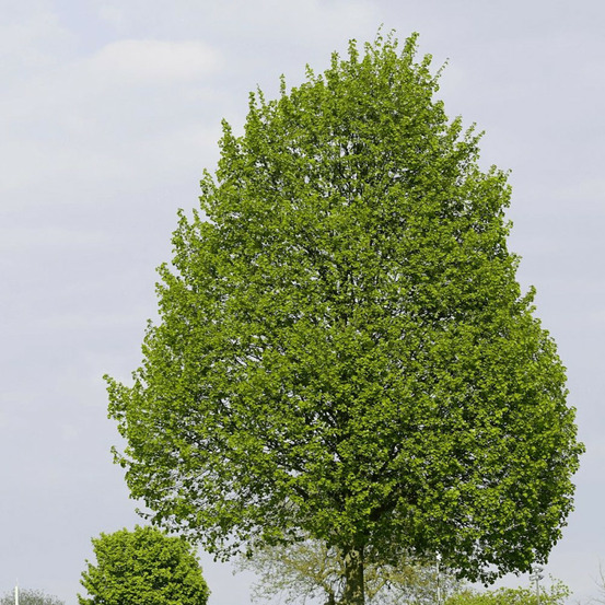 Tilleul à petites feuilles, tilia pot de 7,5l - 80/100 cm