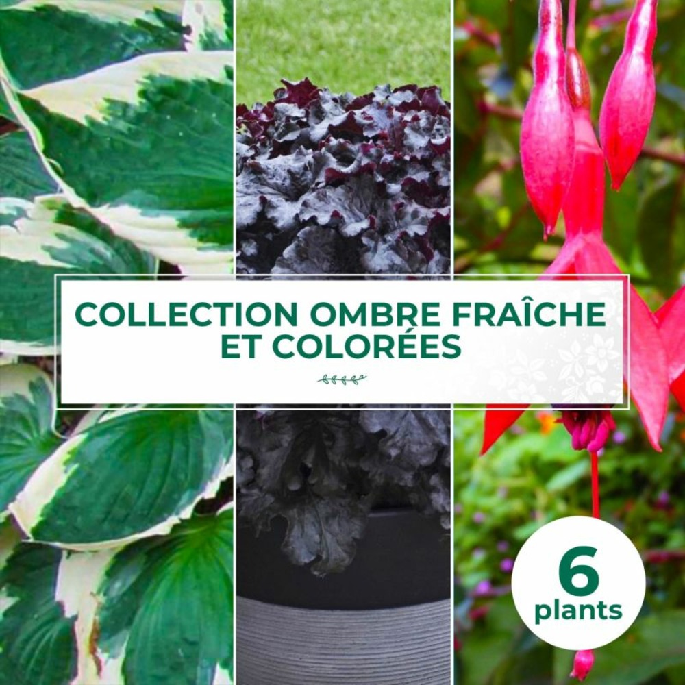Collection de 6 vivaces pour ombre fraîche et colorées