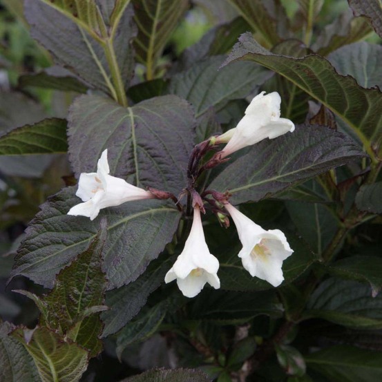 Weigela 'ebony and ivory' pot de 7,5l/10l