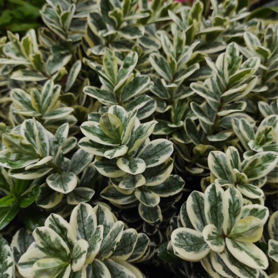 Fusain kathy - euonymus kathy pot 23cm