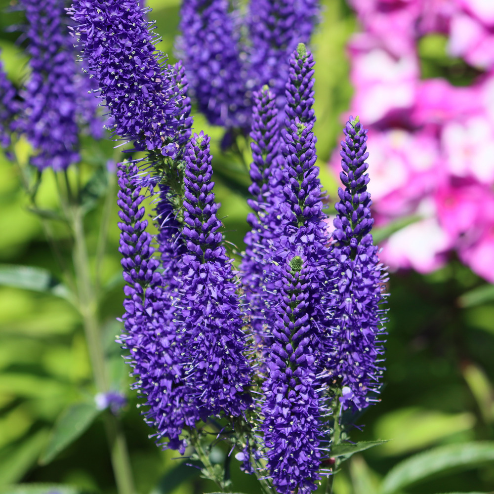 Lot de 3 - véronique spicata - plantes de jardin - hauteur 10-20 cm - pot 9x9 cm