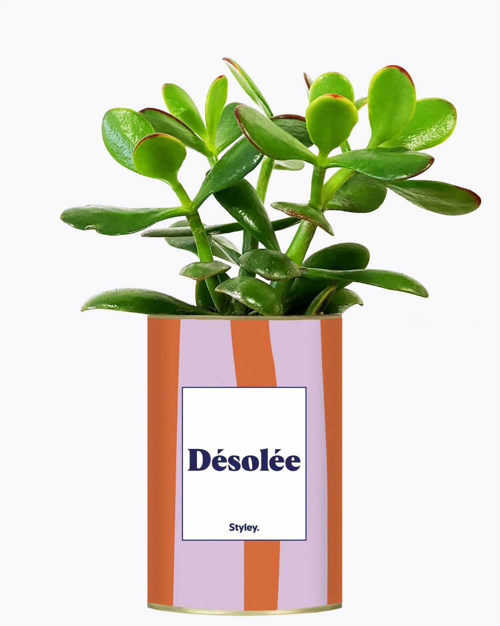 Plante personnalisée - désolée - cactus