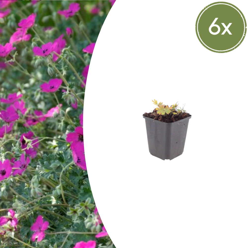 Lot de 12 - géranium sanguin (geranium sanguineum) 'max frei'