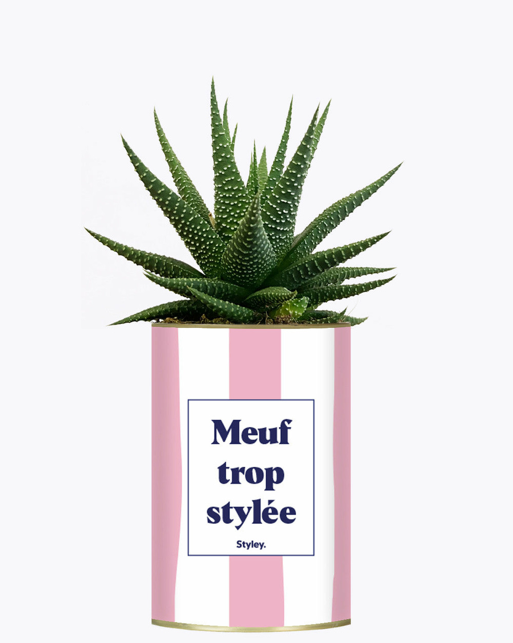 Plante à message - meuf trop stylée - plante