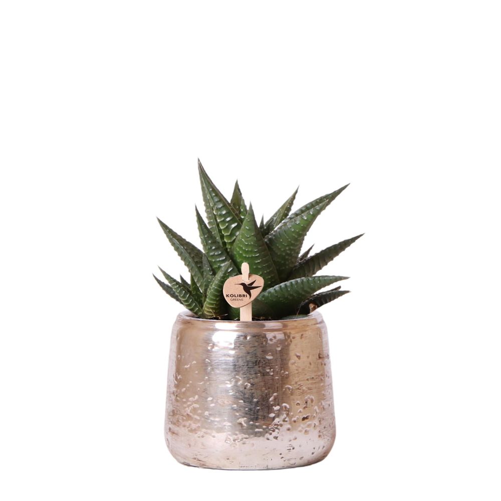 Succulente haworthia limifolia + cache-pot argenté chic - pot de 9cm - plantes d'intérieur