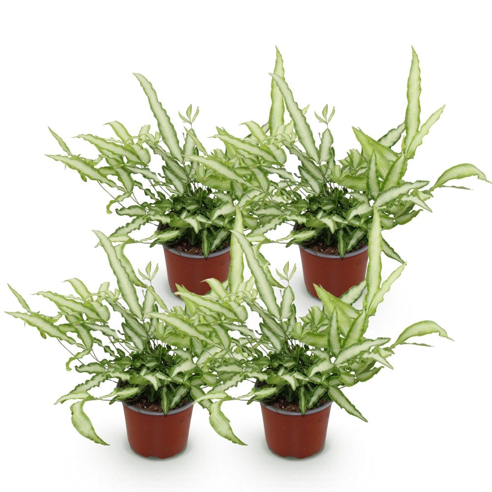 Pteris cretica albolineata - pet-friendly - plante fougère - pot de 12cm - hauteur 20-30cm
