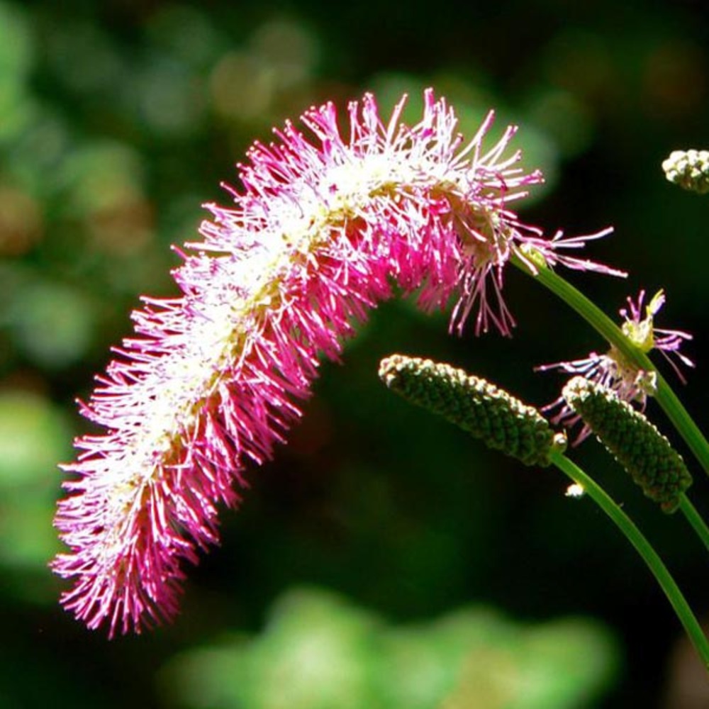 6 x pimprenelle obtusa - sanguisorba obtusa - godet 9cm x 9cm