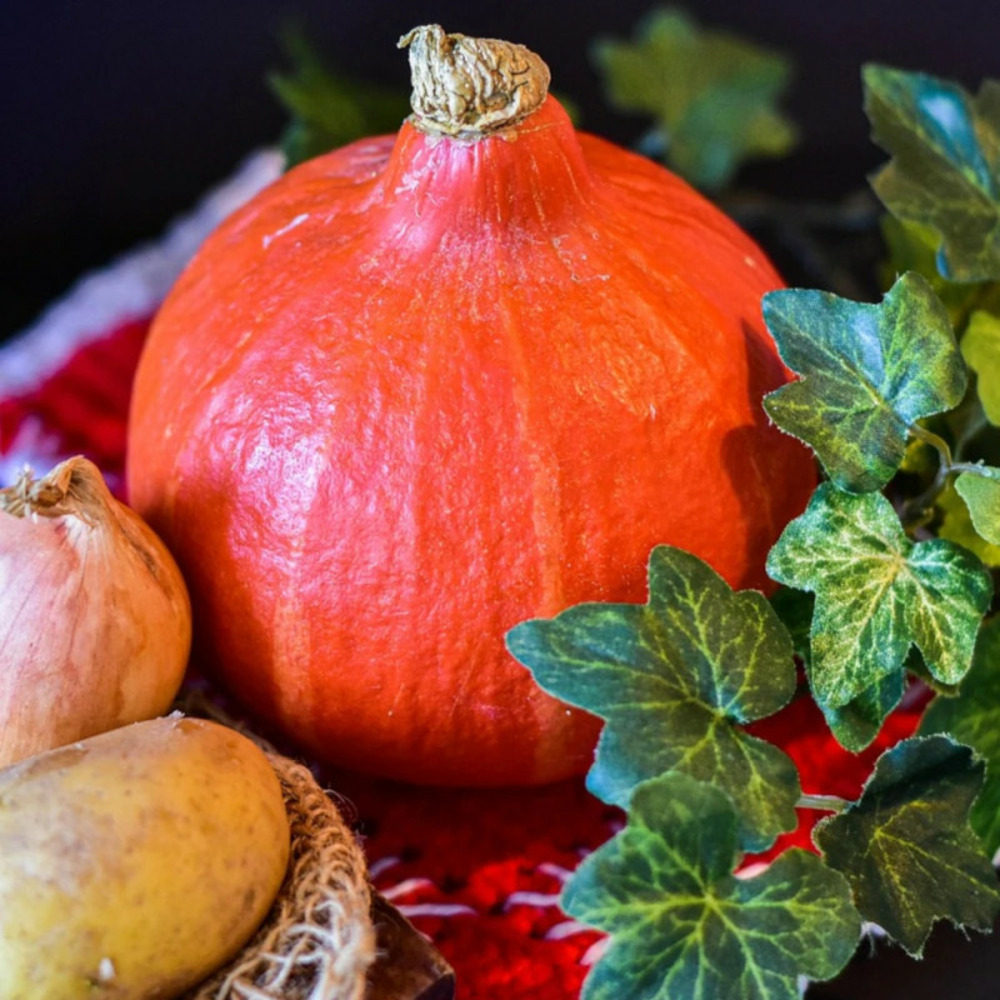 Plants de potimarron uchiki kuri hf1 godet