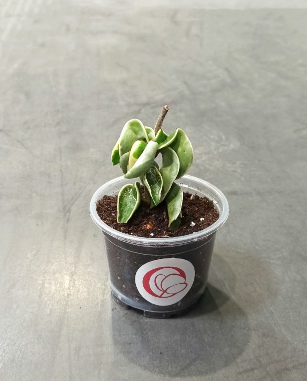 Hoya carnosa compacta variegata - fleur de porcelaine charnue d. 7cm h. 10cm - plante d'intérieur