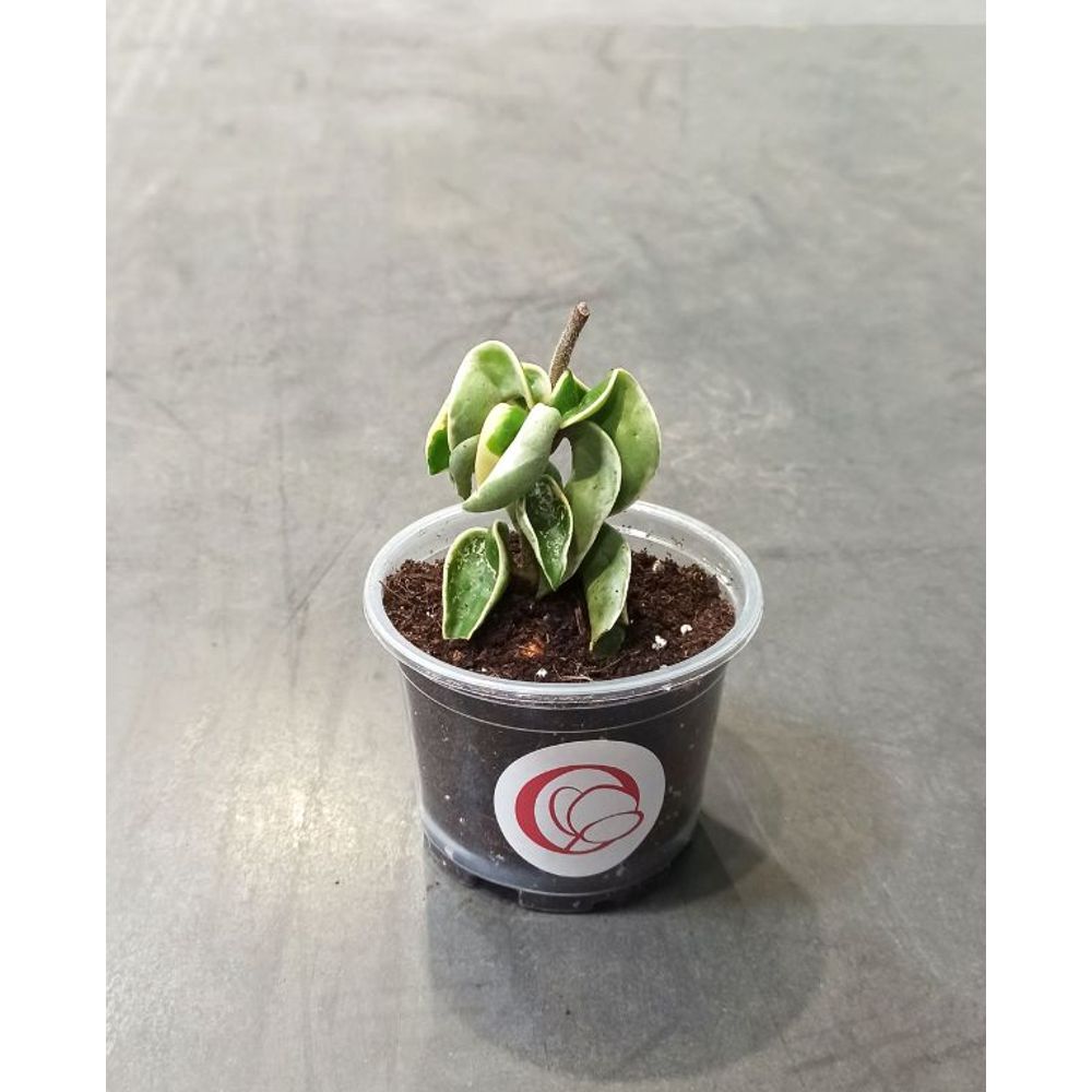 Baby Hoya Carnosa Tricolor – Plante D'intérieur En Pot 6 Cm, Hauteur 10 Cm – Fleur De Porcelaine