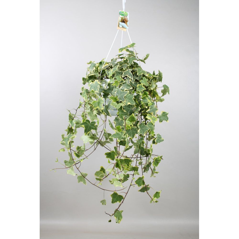 Hedera helix gold child - hang/xxl - ø24cm - ↕cm - plantes d'intérieur