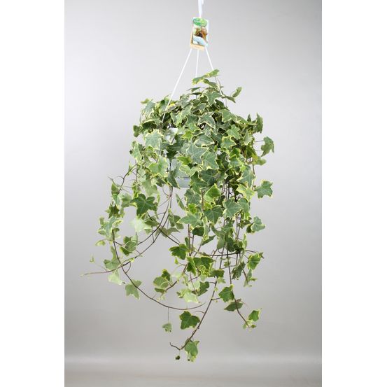Hedera helix gold child - hang/xxl - ø24cm - ↕cm - plantes d'intérieur