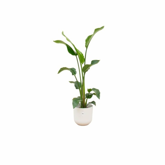 Strelitzia nicolai 100cm et son pot blanc 23cm - hauteur 100cm
