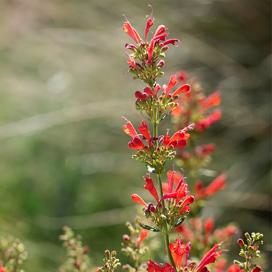 Agastache 'kudos red' godet de 8/9 cm