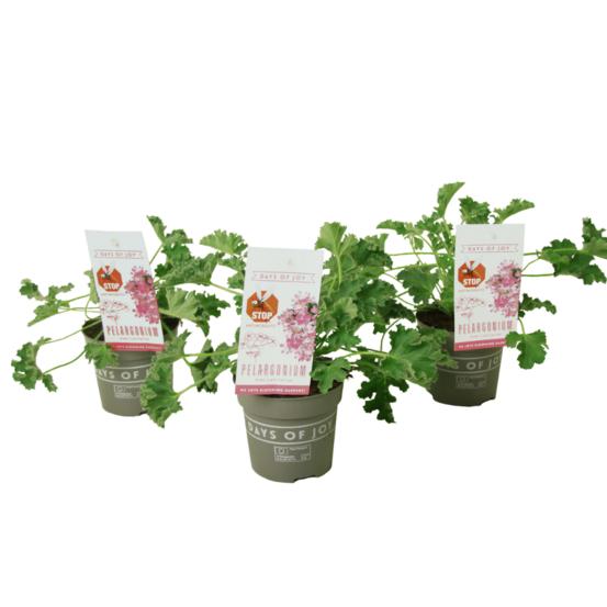 Géranium - set de 3 - pelargonium 'pink capitatum' - hauteur 15-25cm - ⌀10cm