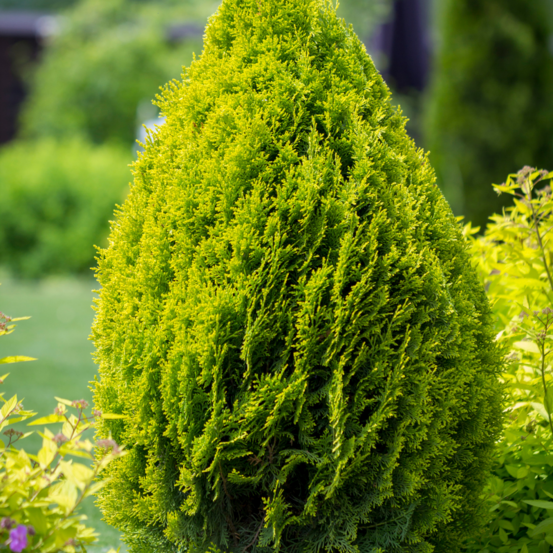 Thuya can-can - thuja plicata can-can 25/35cm pot 2,5l