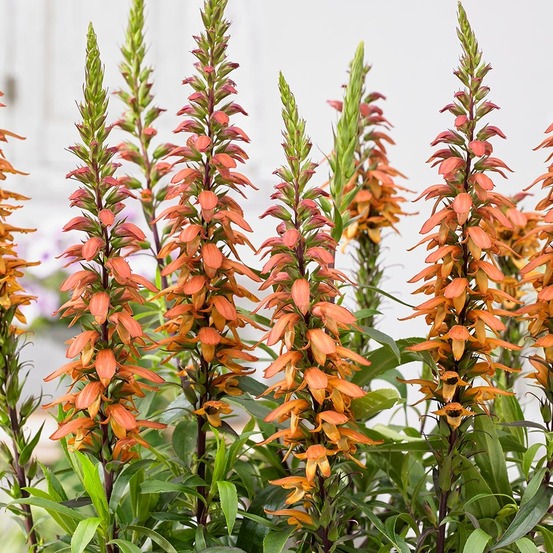 Digitale des canaries 'bella' pot de 2l/3l