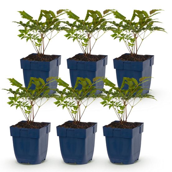 Astilbe 'fanal' - lot de 6 - pot 11 cm - hauteur 25 cm - plante d'extérieur