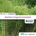 50 x bambou fargesia campbell en pot de 4 l