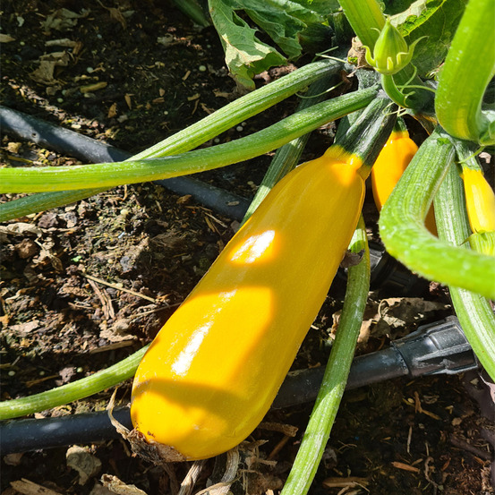 Plant de courgette jaune sebring f1 pot 0,5 l