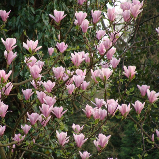 Magnolia 'heaven scent' pot de 4l/5l