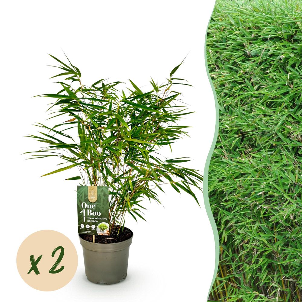 Bambou fargesia rufa - lot de 2 - pot 17 cm - hauteur 60 cm