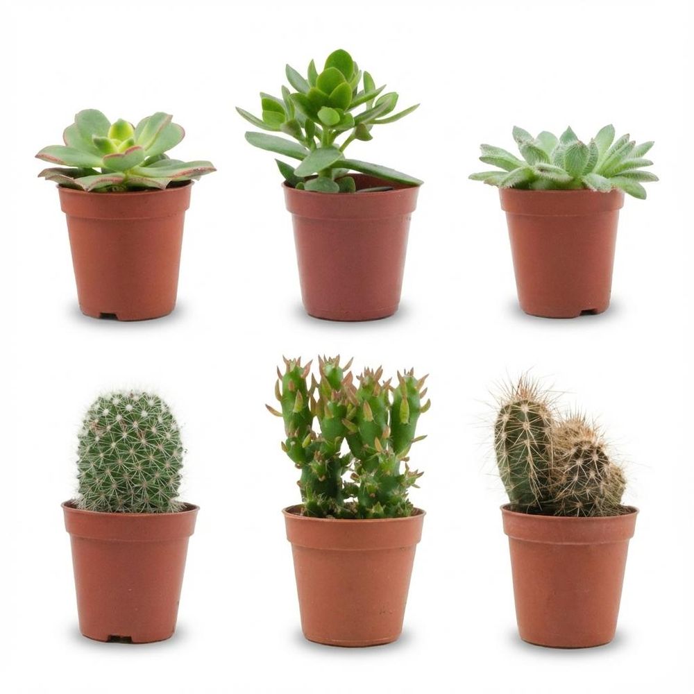 Mélange de cactus et plantes grasses - lot de 6 - ø5,5cm - ↕10cm - plante d’intérieur