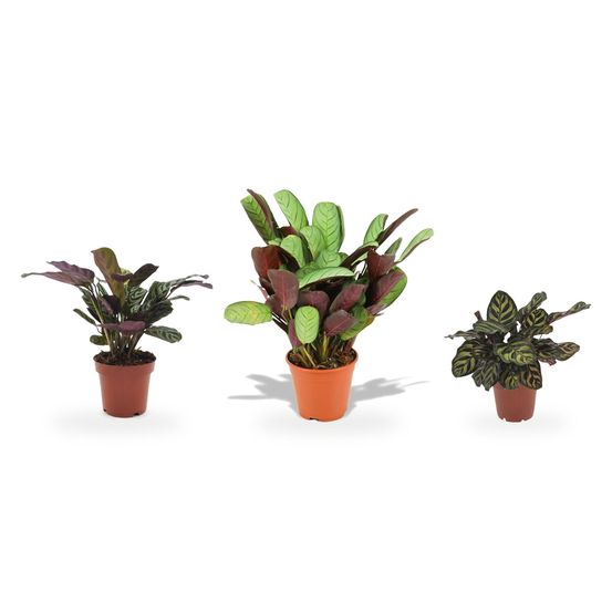 Trio graphique ctenanthe & calathea — ctenanthe amagris, ctenanthe burle marxii & calathea makoyana