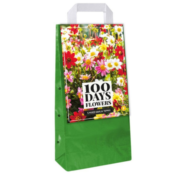 5 bulbes dahlias topmix jaune