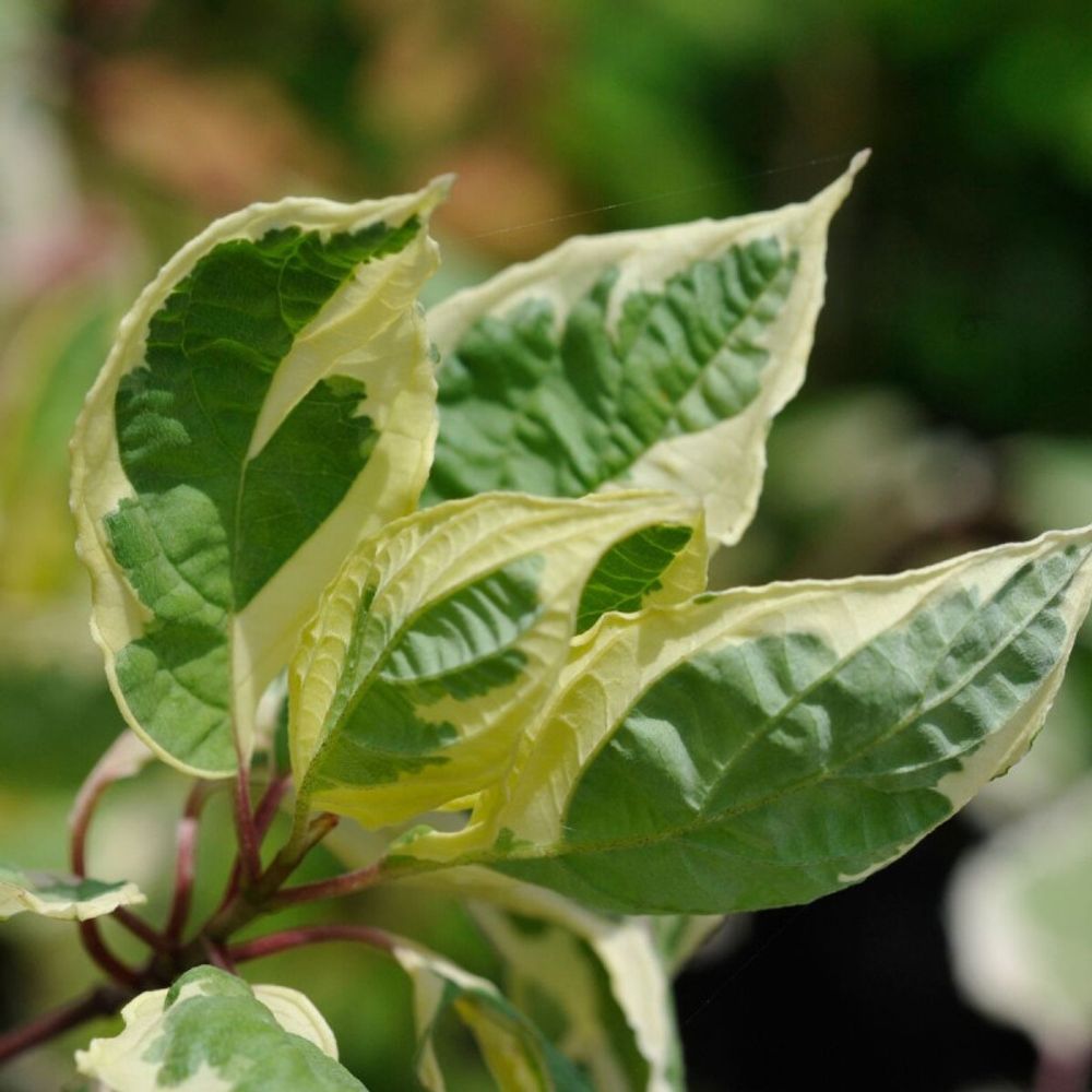 Cornouiller blanc elegantissima, cornus pot de 3l - 40/60 cm