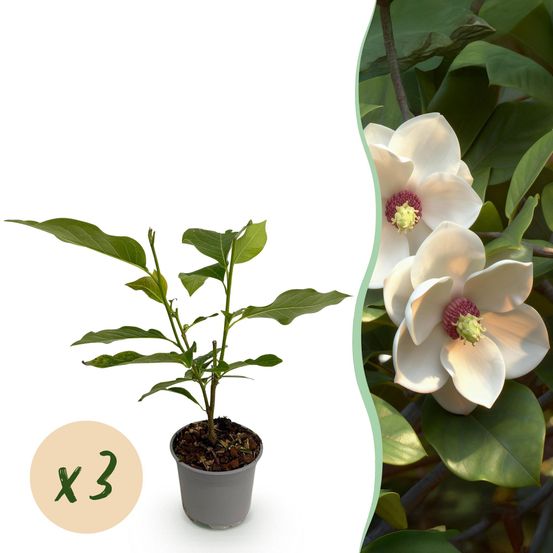 Magnolia - lot de 3 - pot 12 cm - hauteur 30 cm - assortiment - plante d'extérieur