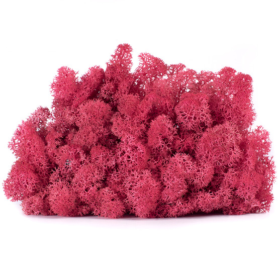 Lic/4069 lichen stabilisée cyclamen box 4 kg