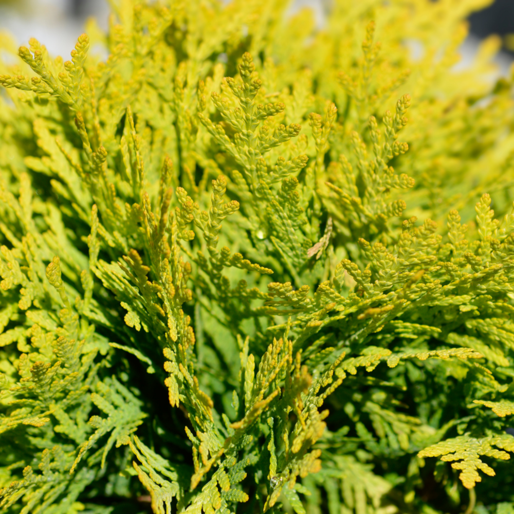 Thuya occidental mirjam - thuja occidentalis mirjam 20/40cm pot 5l