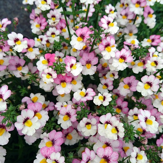 Miroir des elfes 'sunsatia plus lychee' mini-motte ø 3/4 cm, livré en plant vert de 5 à 10 cm de hauteur (par 5)