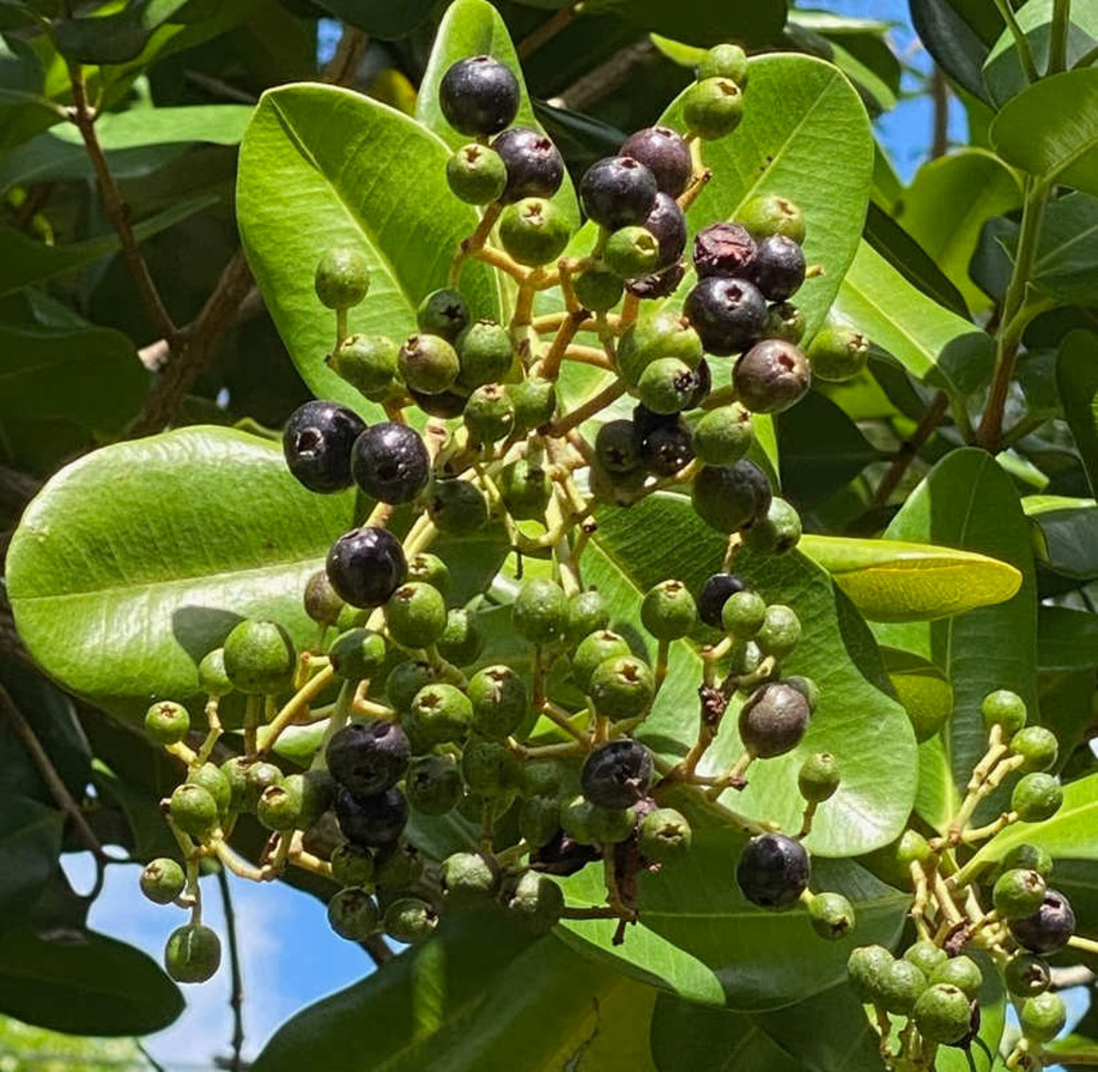 Pimenta racemosa (bois d'inde) - pot de 7 litres ? 100/120cm
