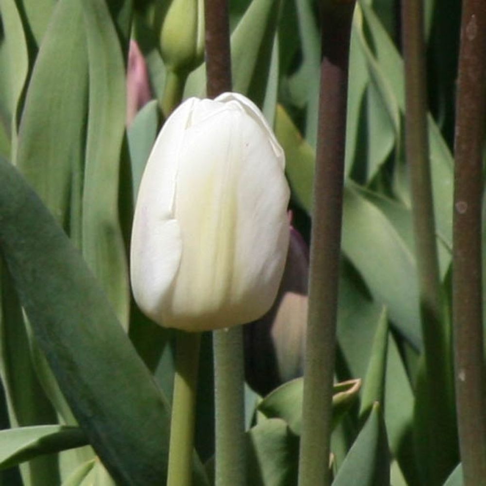 Tulipe simple hative 'white marvel' bulbe calibre 12+ (par 10)
